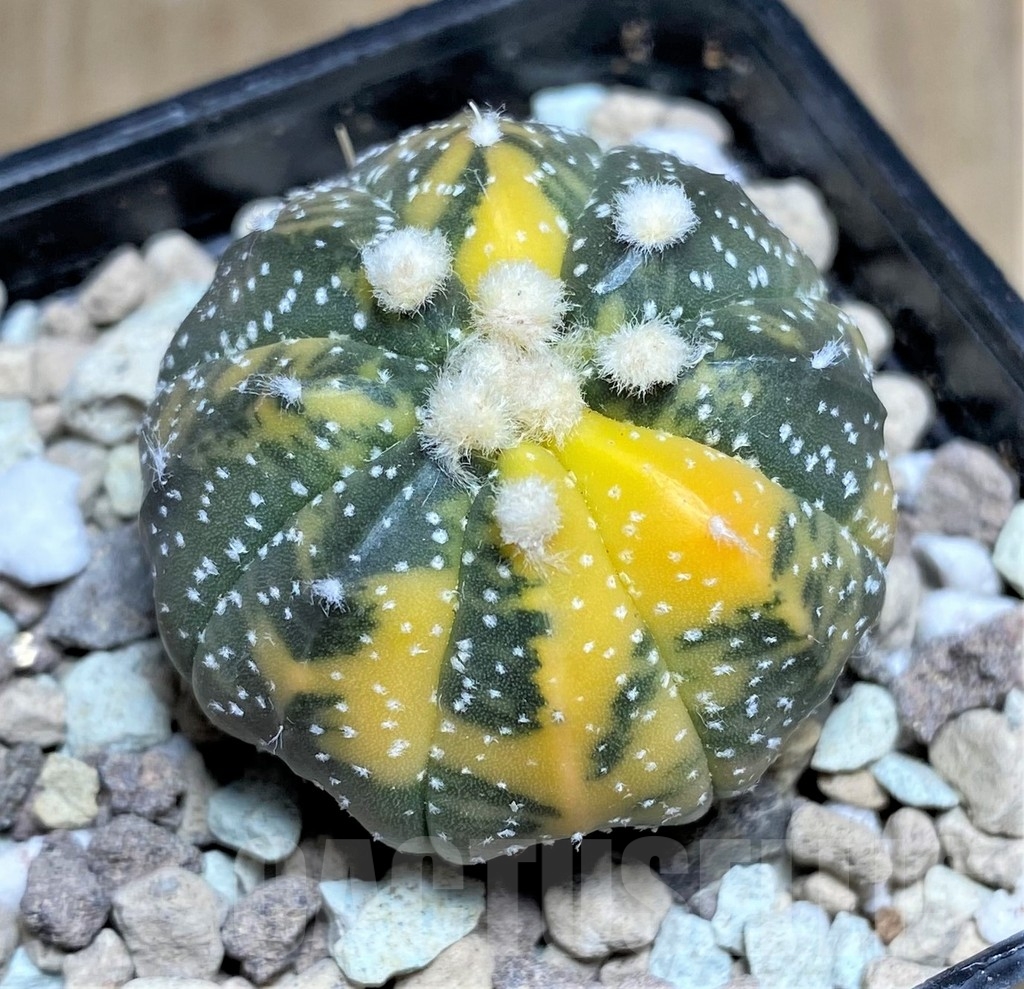 SHPR21881 Astrophytum asterias f. variegata – Bild 2