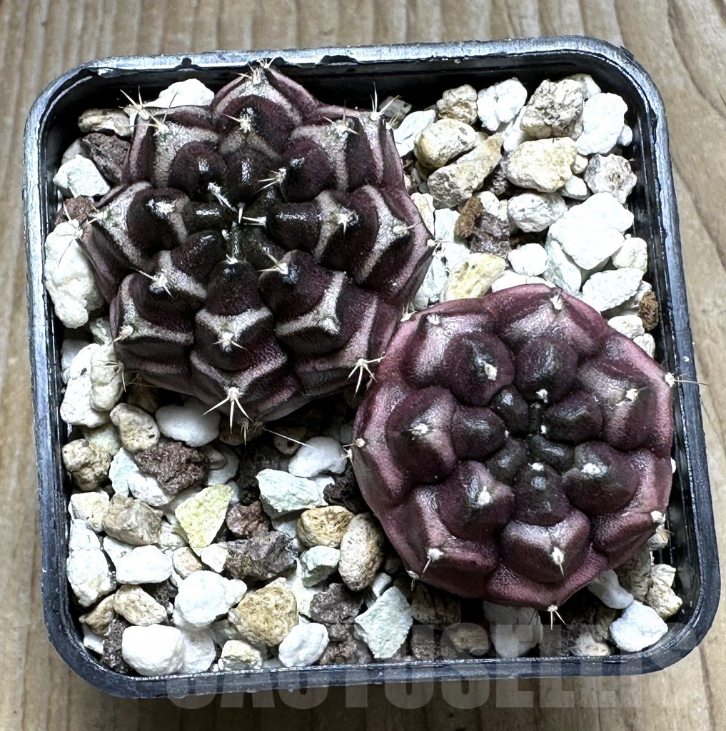 SHPR22409 Gymnocalycium mihanovichii ‘Day dream’ 2 plants, seedling – Bild 2