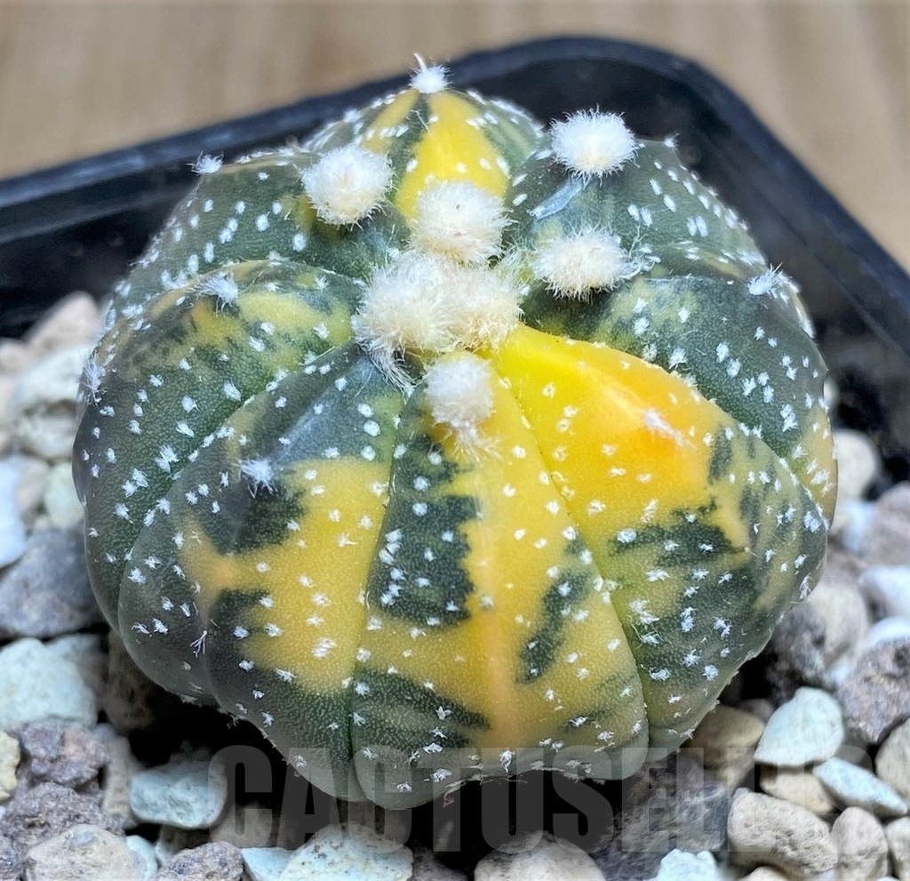SHPR21881 Astrophytum asterias f. variegata