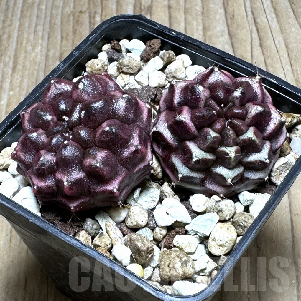 SHPR23397 Gymnocalycium mihanovichii ‘Day dream’ 2 plants, seedling