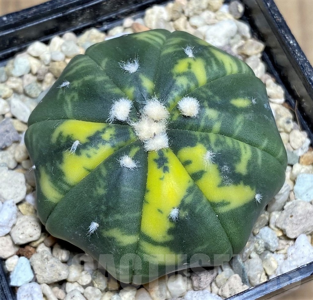 SHPR21882 Astrophytum asterias 'Miracle' f. variegata – Bild 2