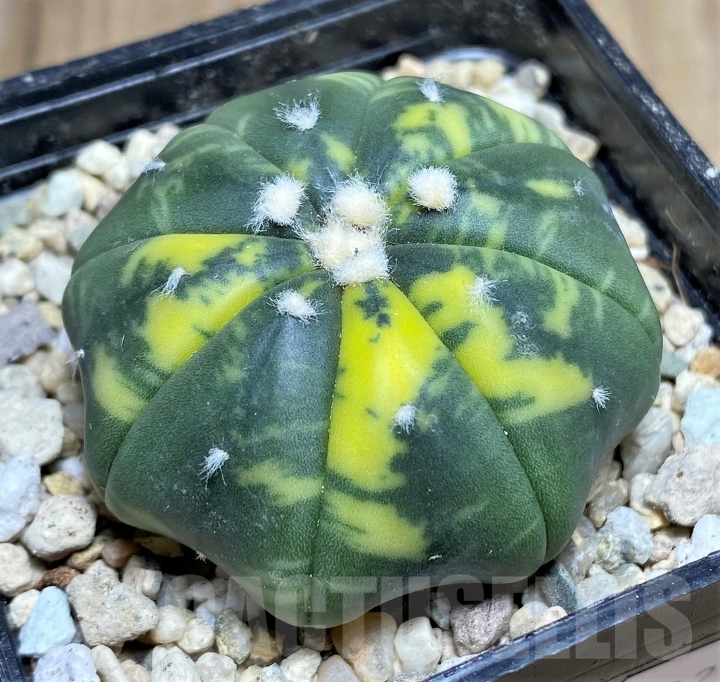 SHPR21882 Astrophytum asterias 'Miracle' f. variegata