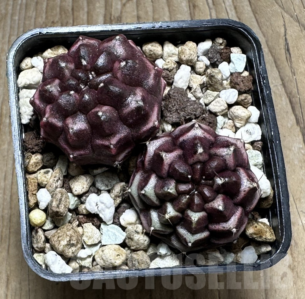 SHPR23397 Gymnocalycium mihanovichii ‘Day dream’ 2 plants, seedling - Image 2