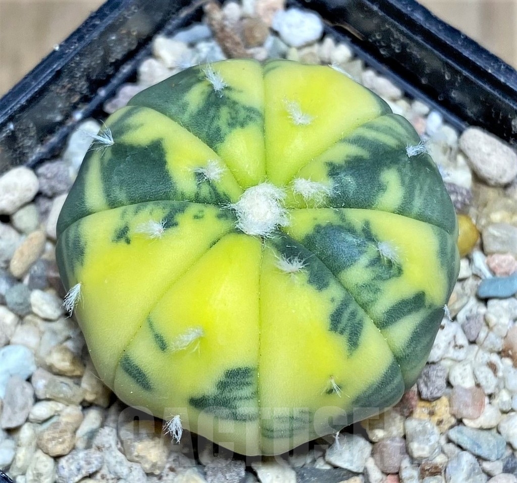 SHPR21883 Astrophytum asterias f. variegata