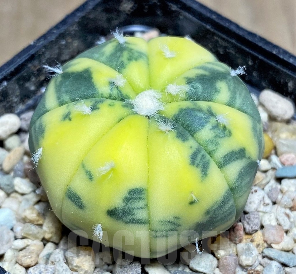 SHPR21883 Astrophytum asterias f. variegata – Bild 2
