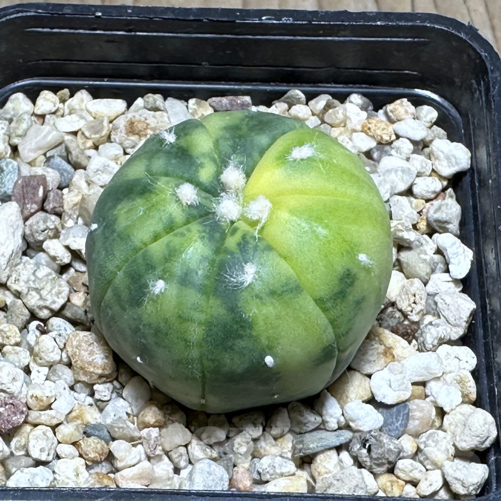 SHPR18901 Astrophytum asterias ‘Kikko' f. variegata