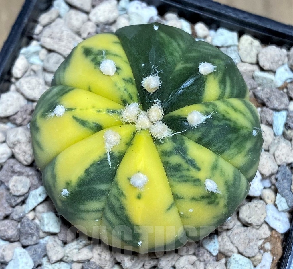 SHPR21884 Astrophytum asterias f. variegata