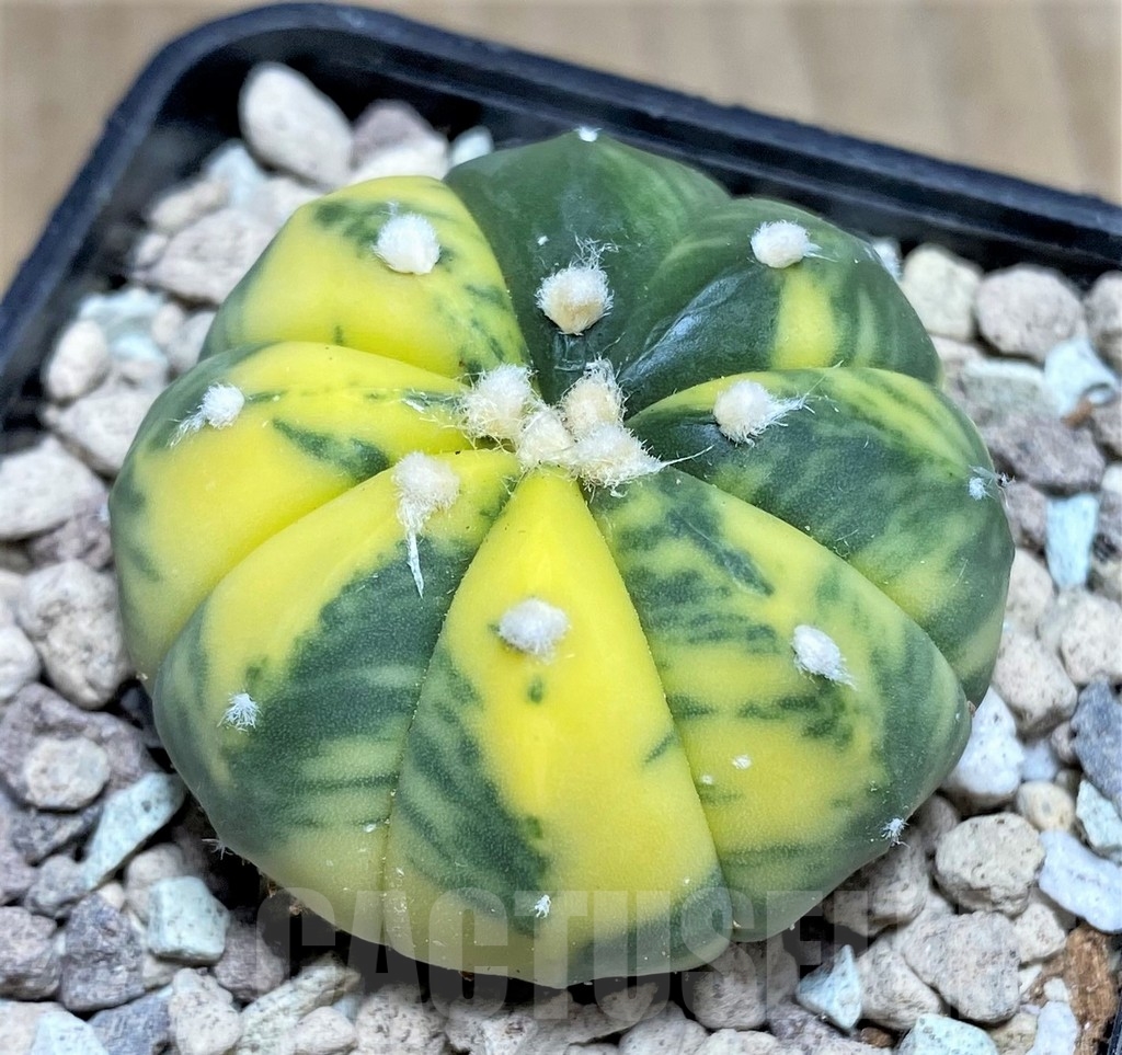 SHPR21884 Astrophytum asterias f. variegata – Bild 2