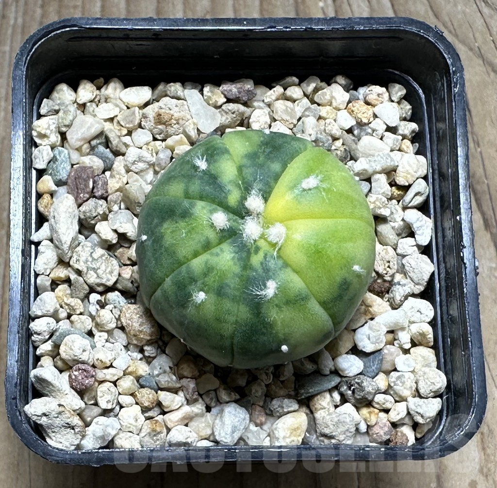 SHPR18901 Astrophytum asterias ‘Kikko' f. variegata - Imagen 2