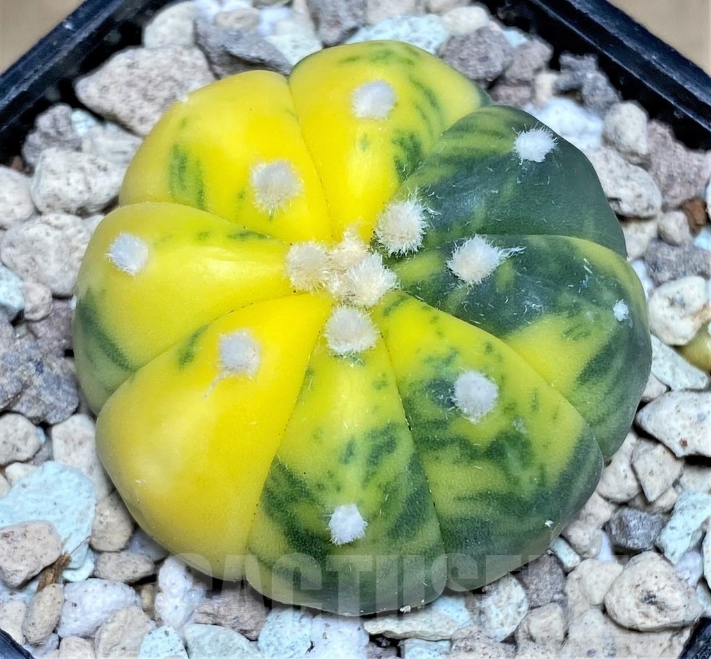 SHPR21885 Astrophytum asterias f. variegata