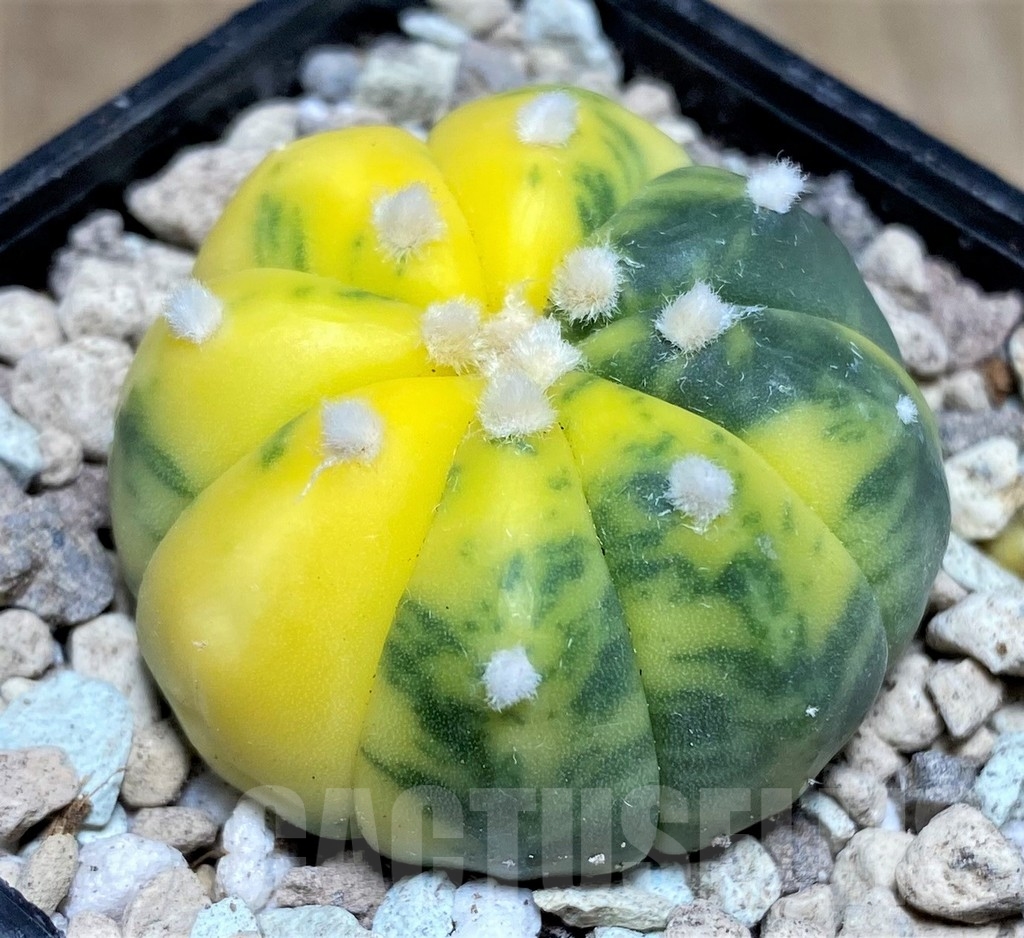 SHPR21885 Astrophytum asterias f. variegata – Bild 2