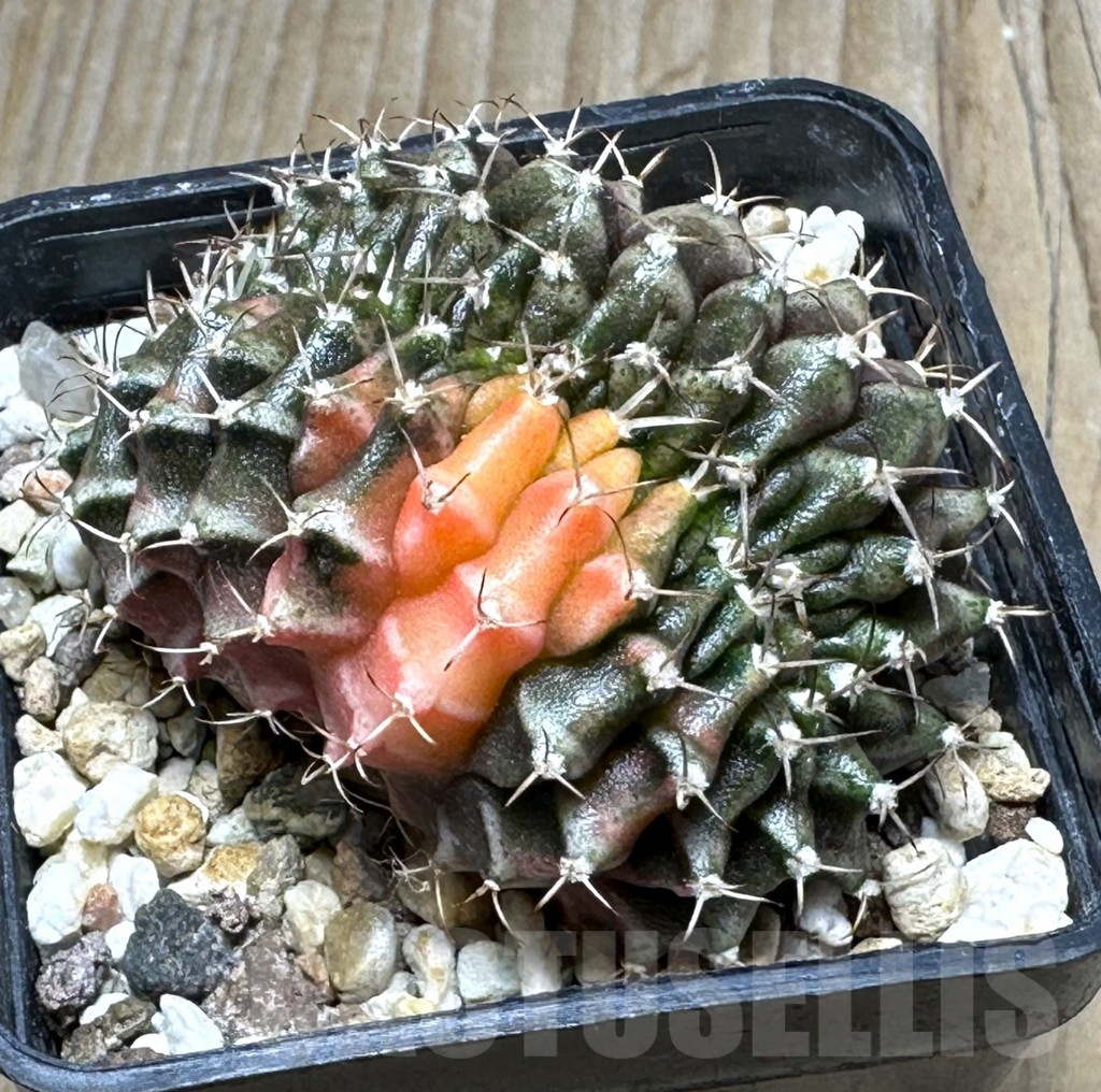 SHPR22028 Gymnocalycium mihanovichii f. variegata cristata