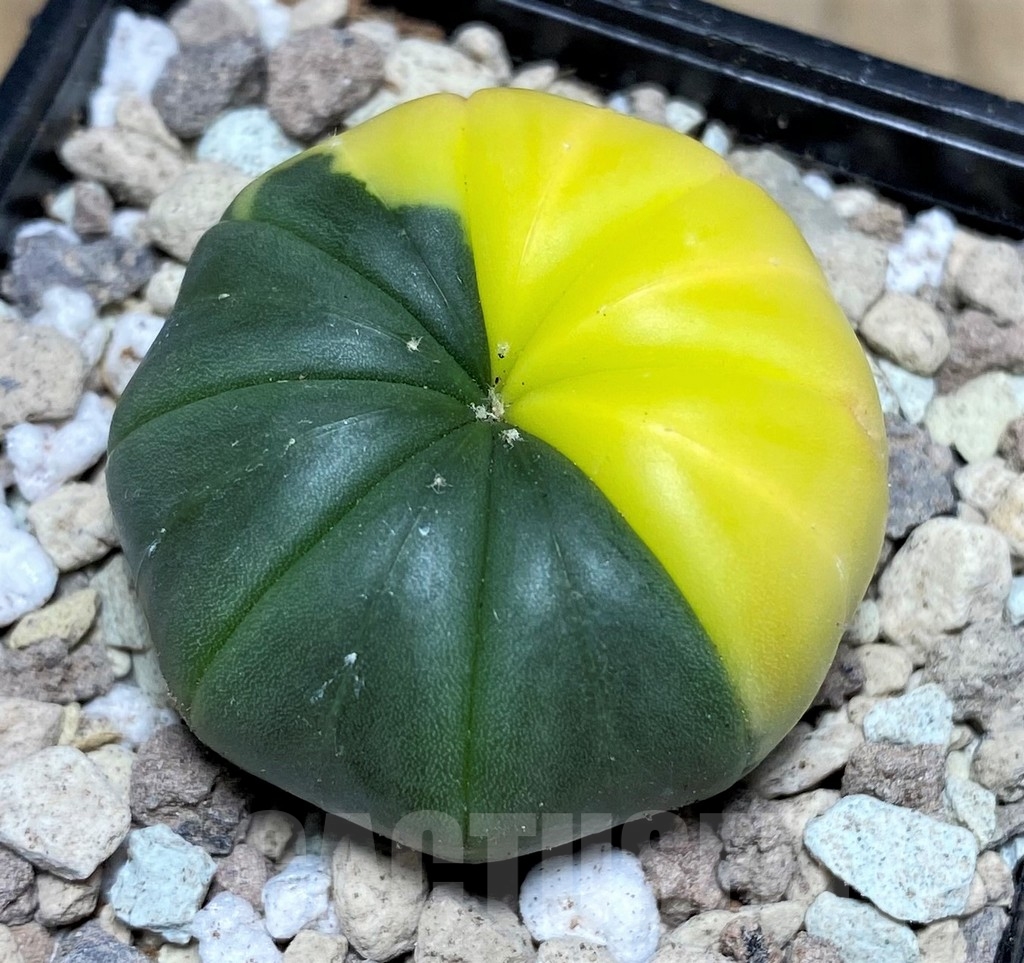 SHPR21886 Astrophytum asterias f. variegata