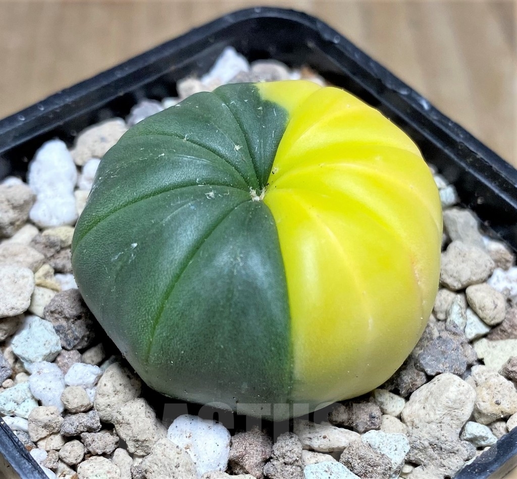 SHPR21886 Astrophytum asterias f. variegata - Image 2