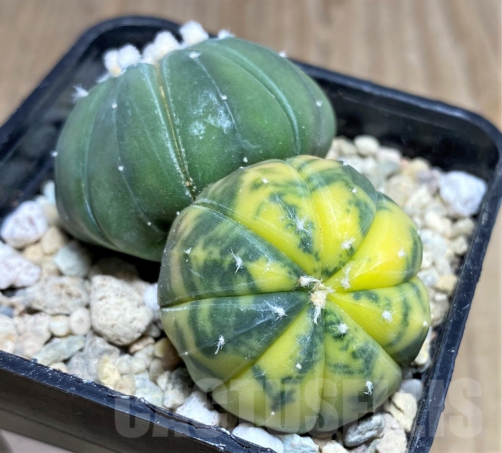 SHPR21887 Astrophytum asterias f. variegata