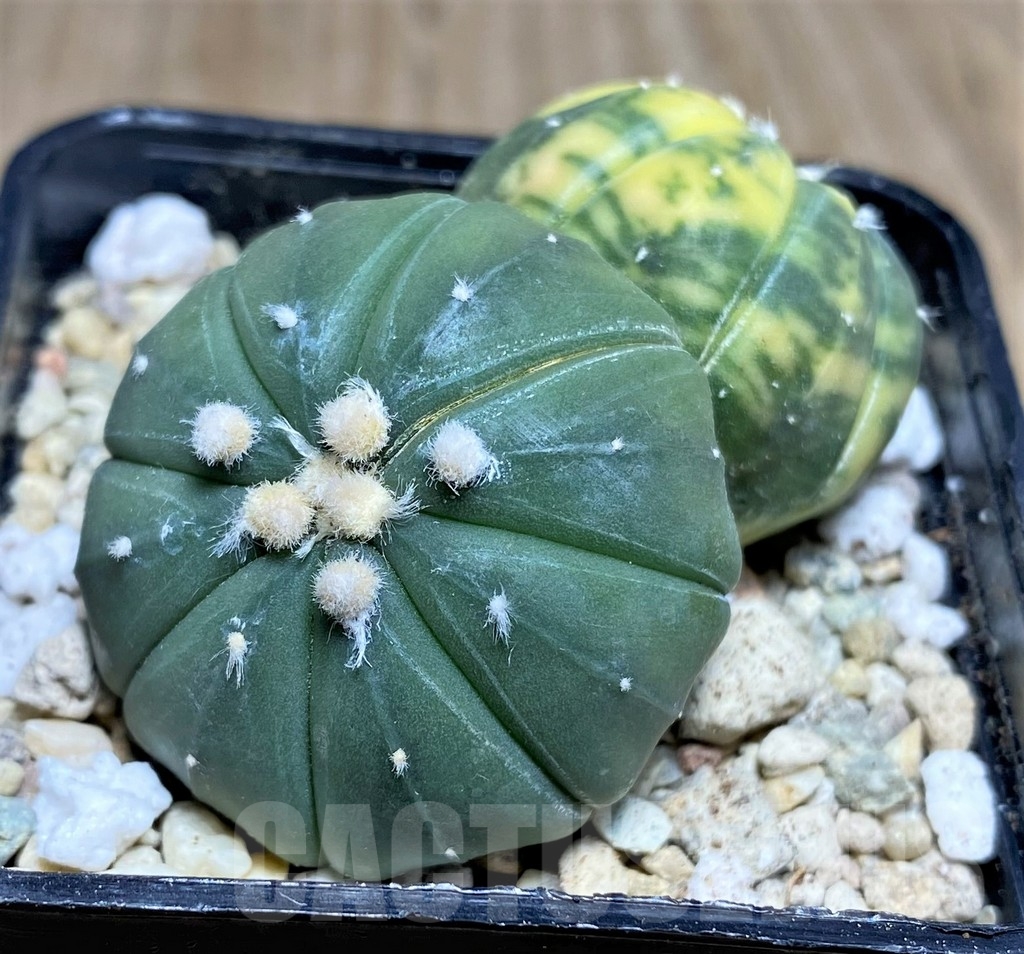 SHPR21887 Astrophytum asterias f. variegata - Image 2