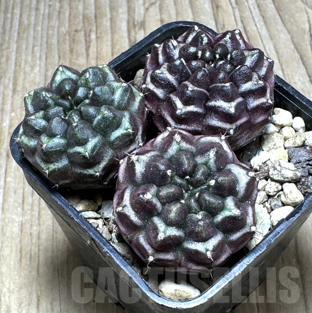 SHPR21699 Gymnocalycium mihanovichii ‘Day dream’ 3 plants, seedling