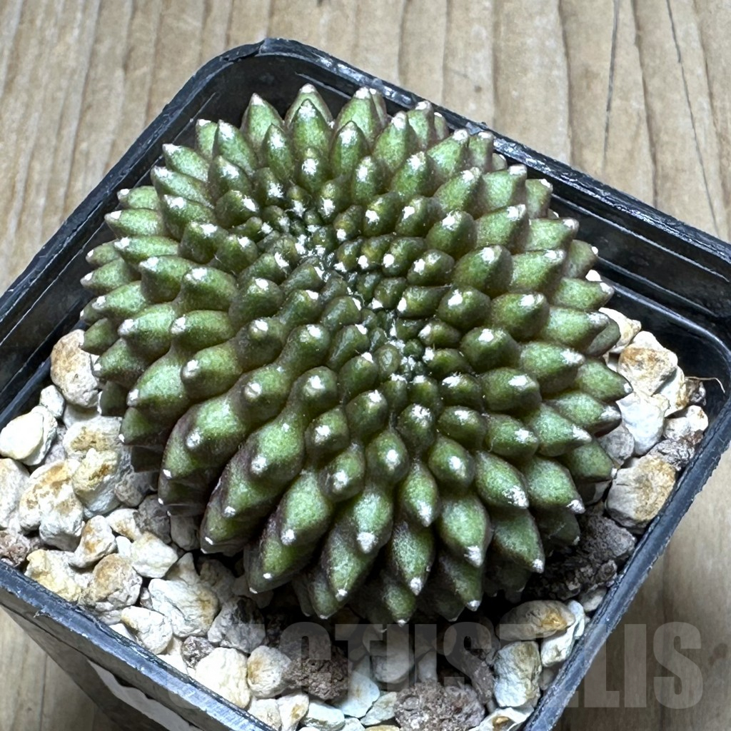 SHPR18496 Gymnocalycium mihanovichii hybrid ‘inermis’ f. cristata