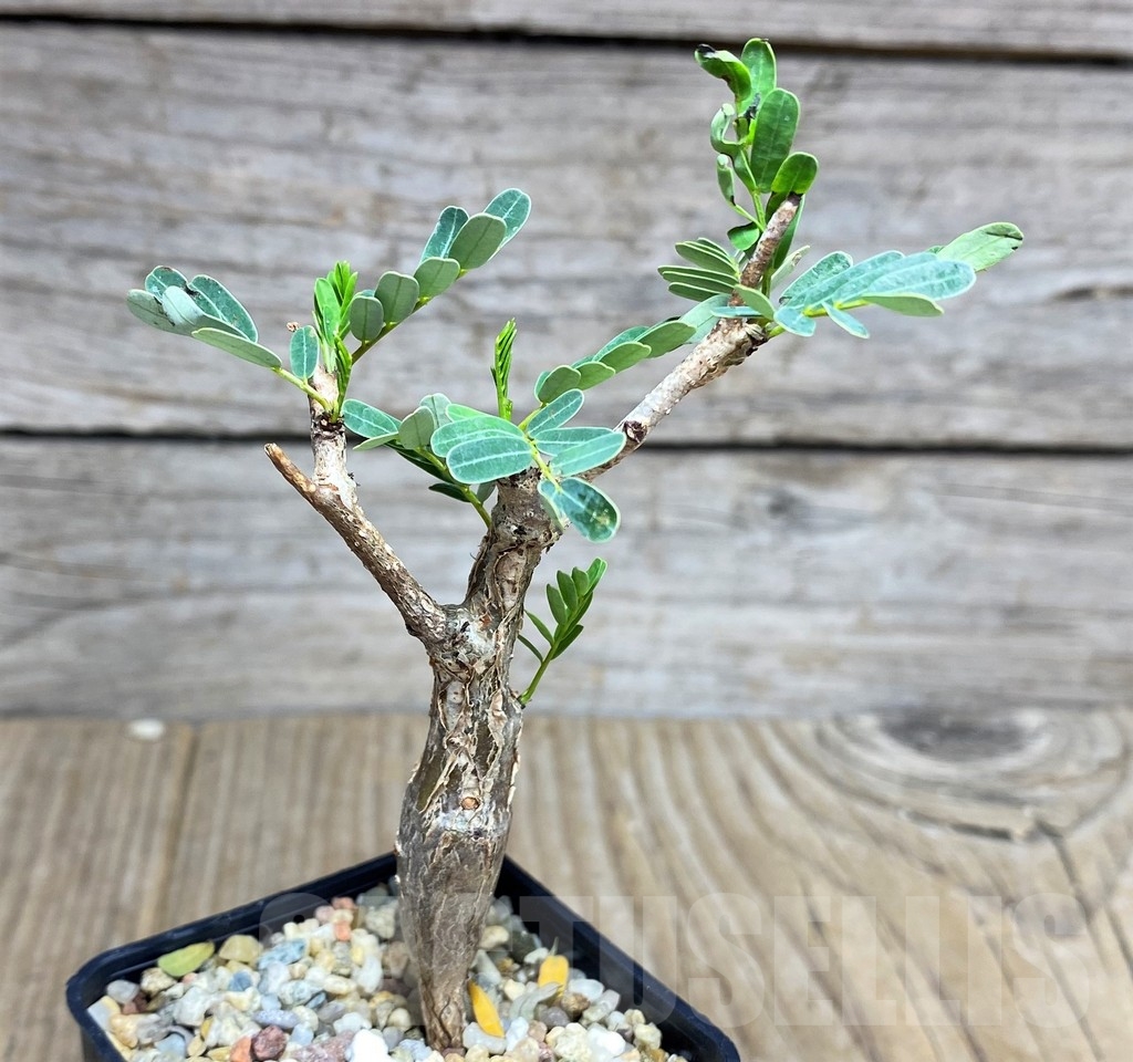 SHPR21896 Senna meridionalis – Image 2