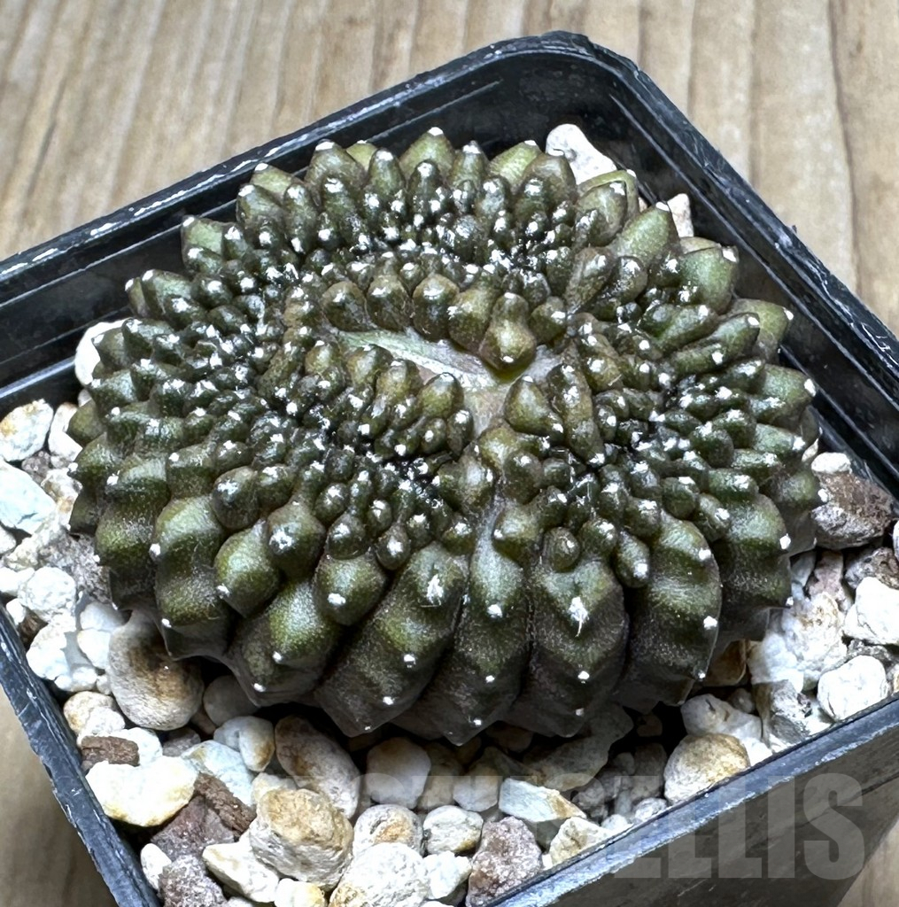SHPR19354 Gymnocalycium mihanovichii 'Inermis' f. cristata