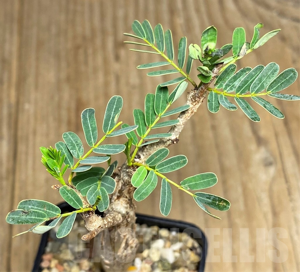 SHPR21896 Senna meridionalis