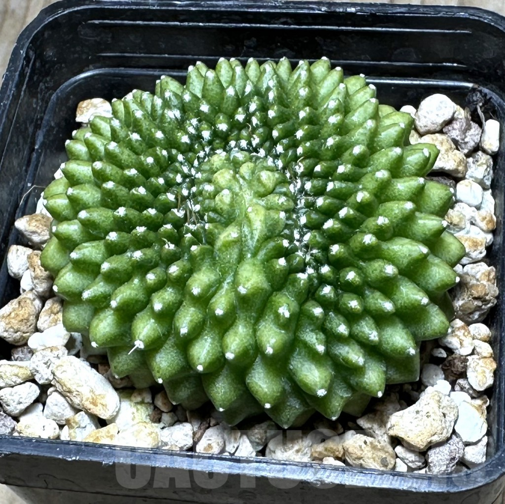 SHPR19352 Gymnocalycium mihanovichii 'Inermis' f. cristata
