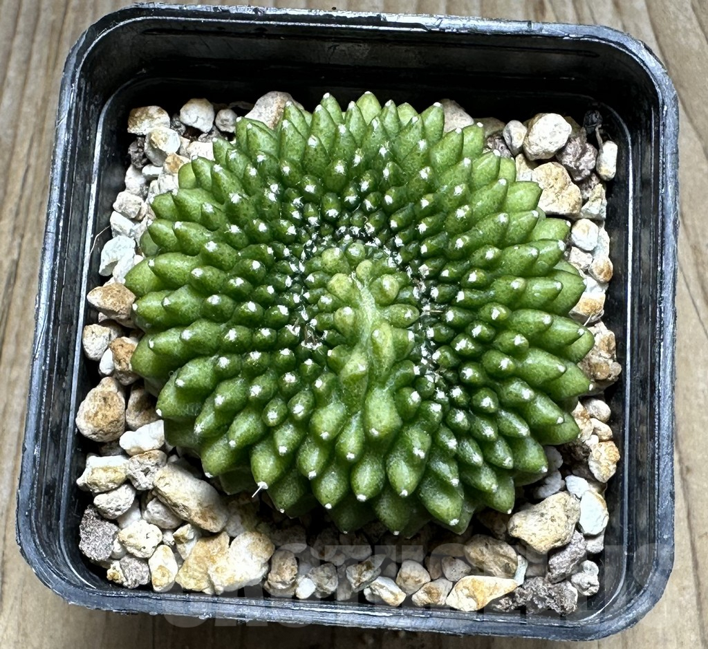 SHPR19352 Gymnocalycium mihanovichii 'Inermis' f. cristata - 画像 (2)