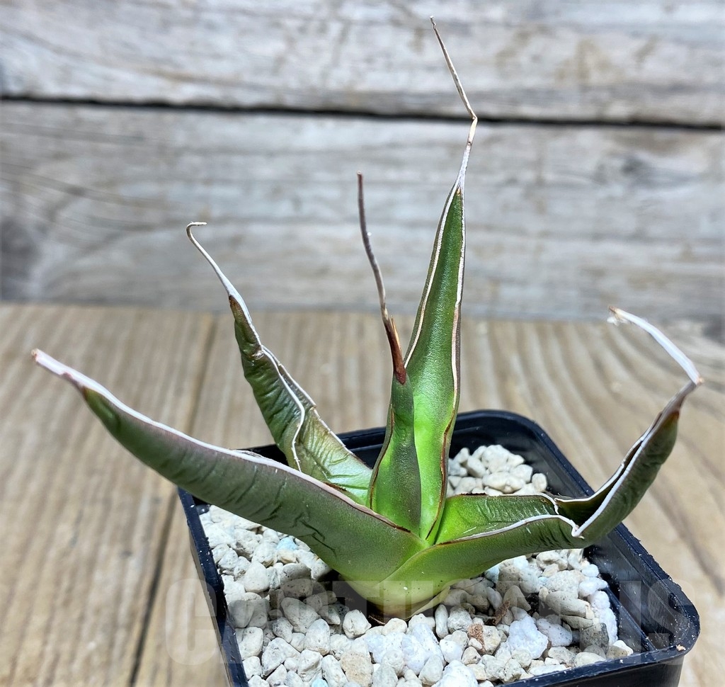 SHPR21956 Agave pelona 'Excalibur' - Image 2