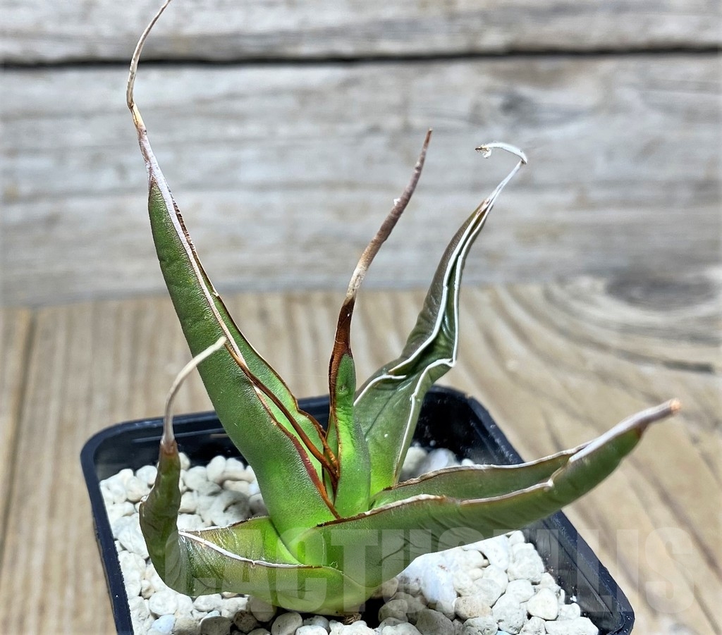 SHPR21956 Agave pelona 'Excalibur'