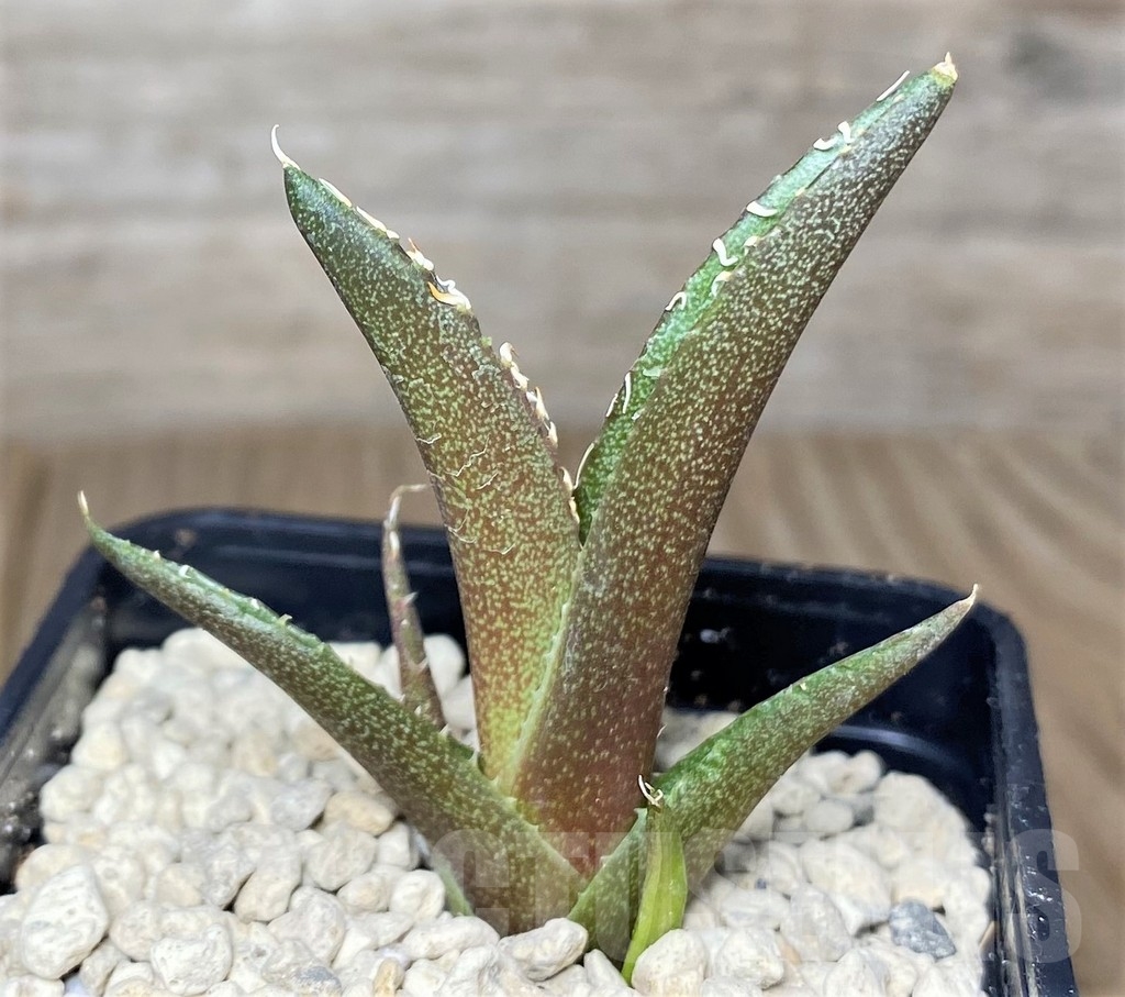 SHPR21958 Agave titanota 'Red Catweezle' - 画像 (3)