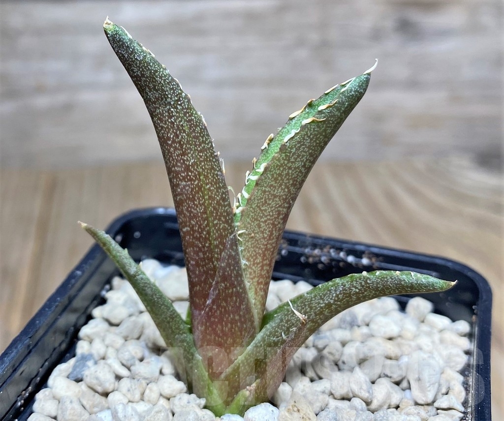 SHPR21958 Agave titanota 'Red Catweezle' - 画像 (2)