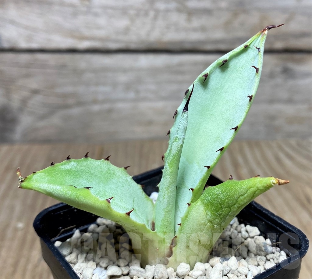 SHPR21959 Agave parryi v. truncata - Image 2