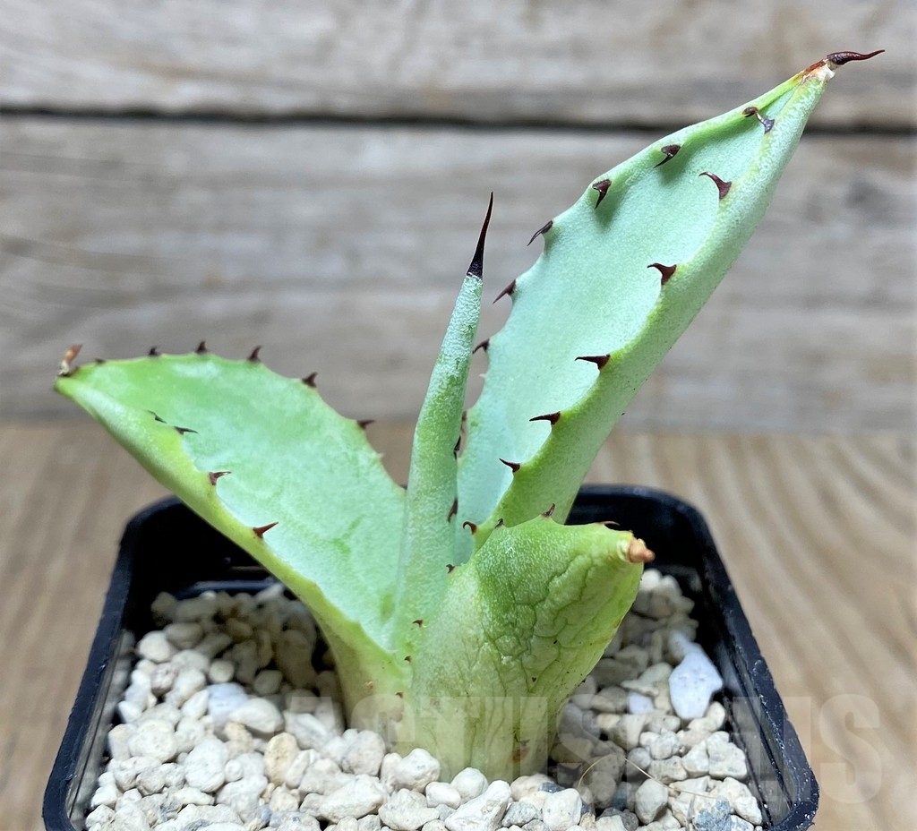 SHPR21959 Agave parryi v. truncata