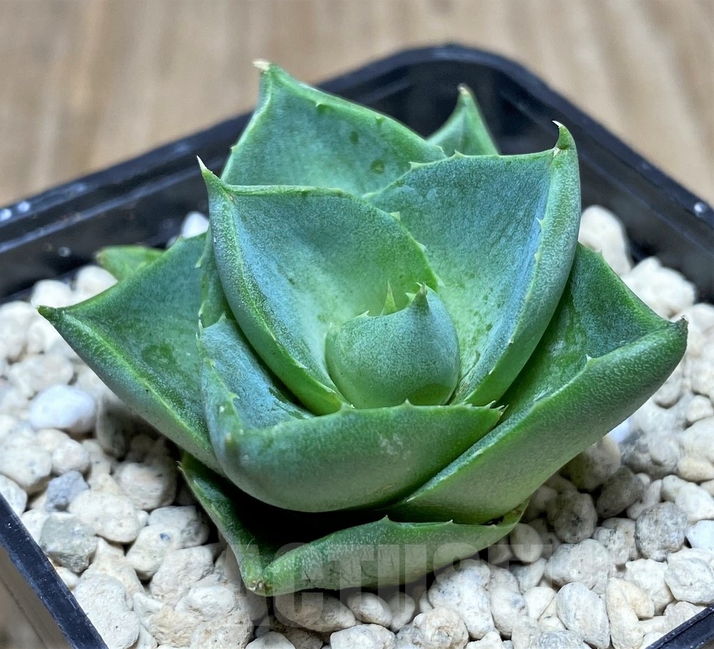 SHPR21960 Agave pixie