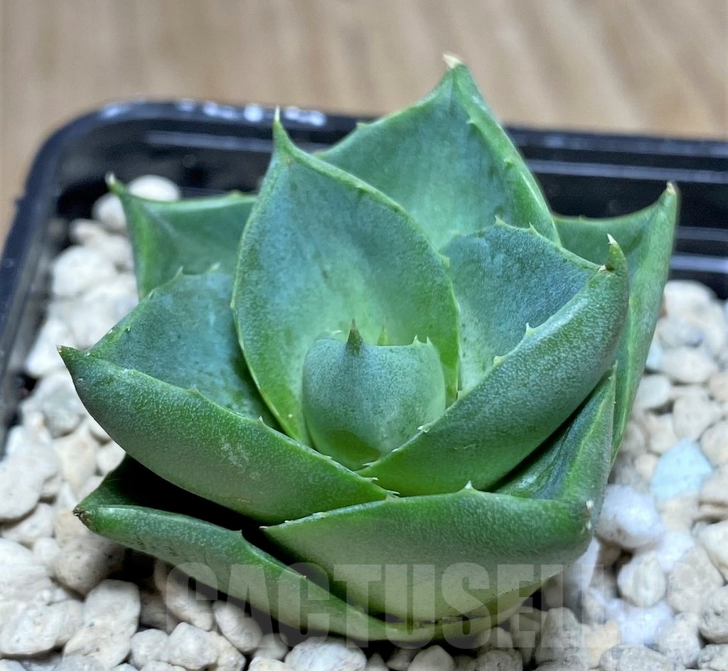 SHPR21960 Agave pixie - immagine 2