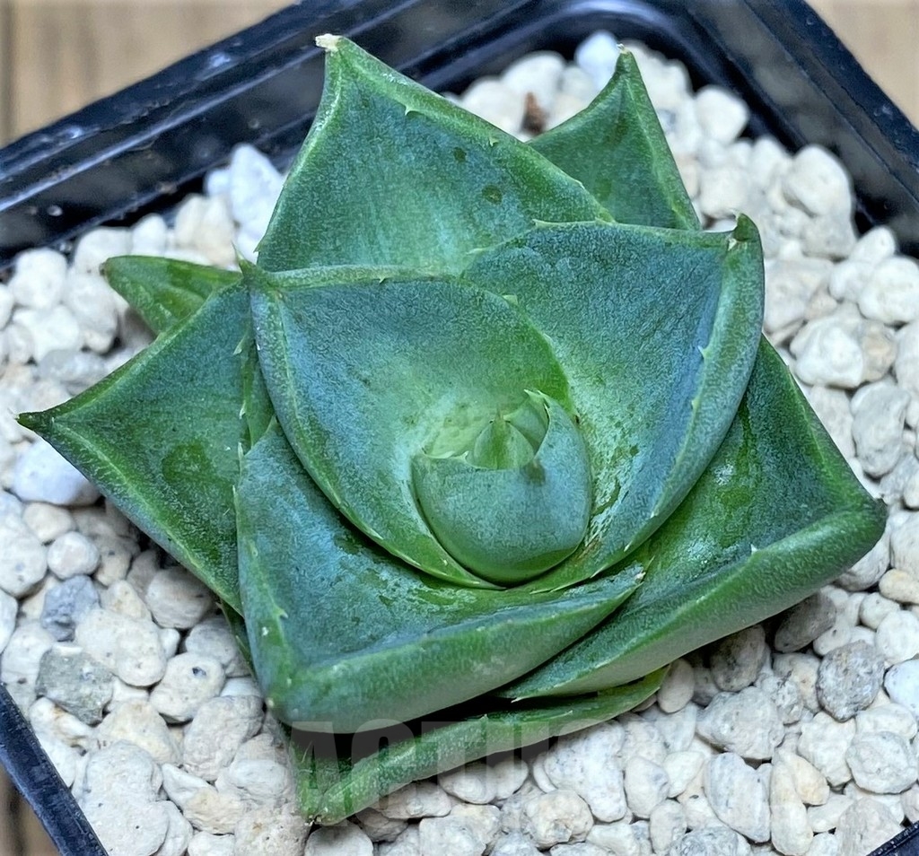 SHPR21960 Agave pixie - immagine 3