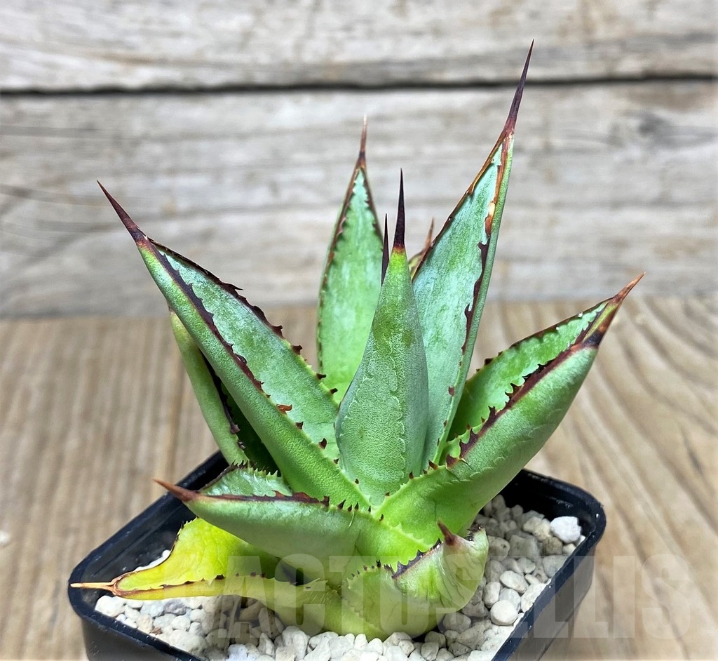 SHPR21963 Agave 'Green Glow' - Image 3