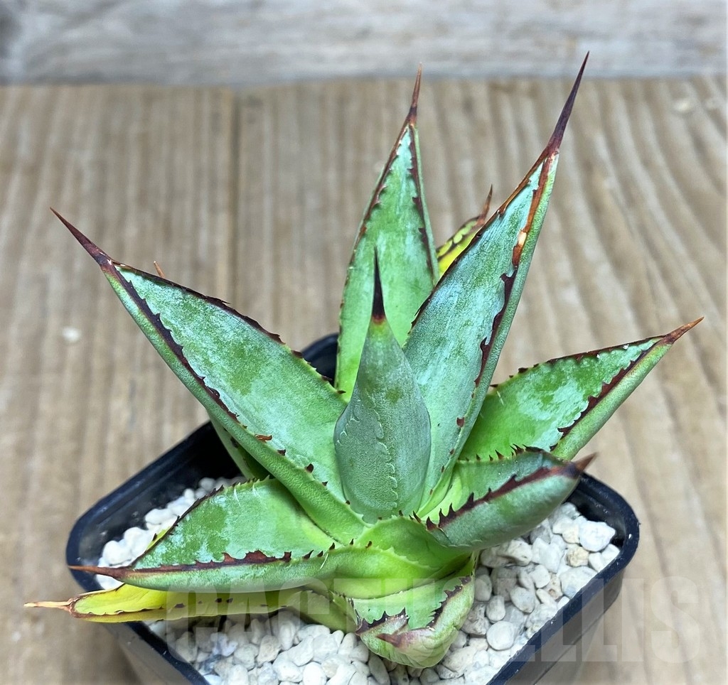 SHPR21963 Agave 'Green Glow' - Image 2