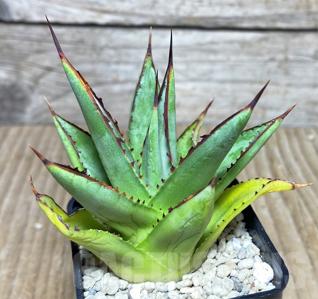 SHPR21963 Agave 'Green Glow'