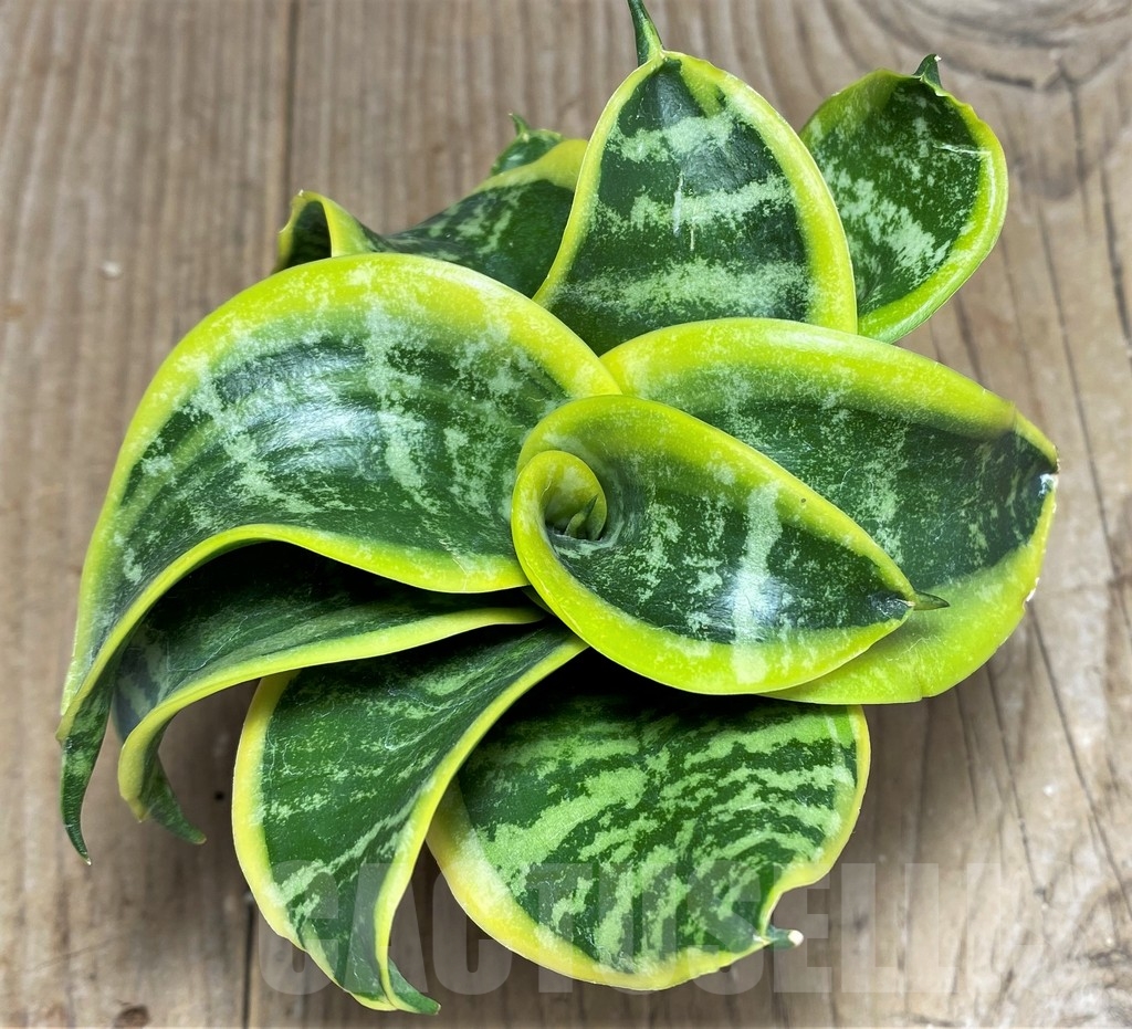 SHPR22035 Sansevieria 'Tsunami' - Obrázek 2