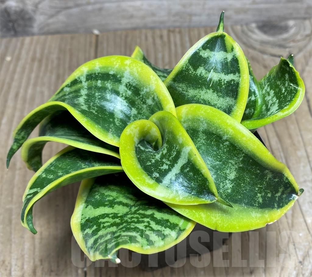 SHPR22035 Sansevieria 'Tsunami'
