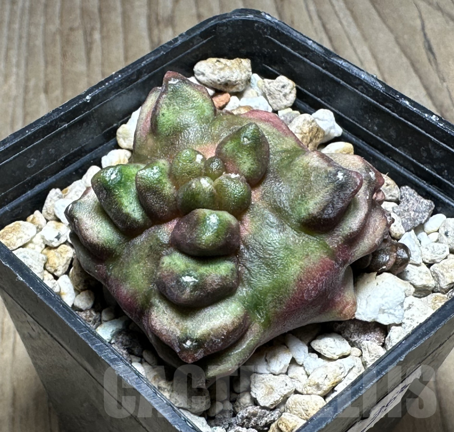 SHPR19956 Gymnocalycium mihanovichii ‘Transformer’, seedling