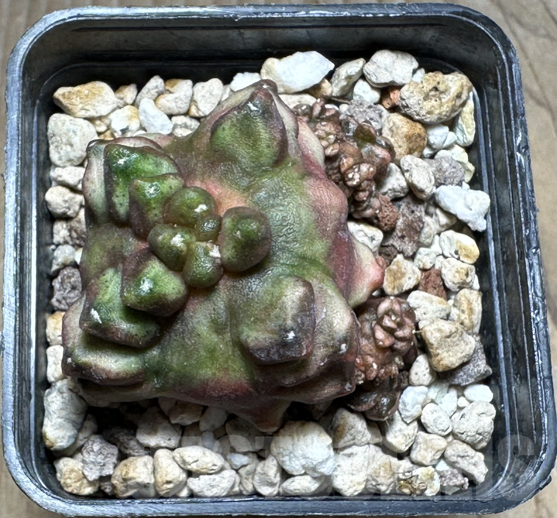 SHPR19956 Gymnocalycium mihanovichii ‘Transformer’, seedling - Image 2