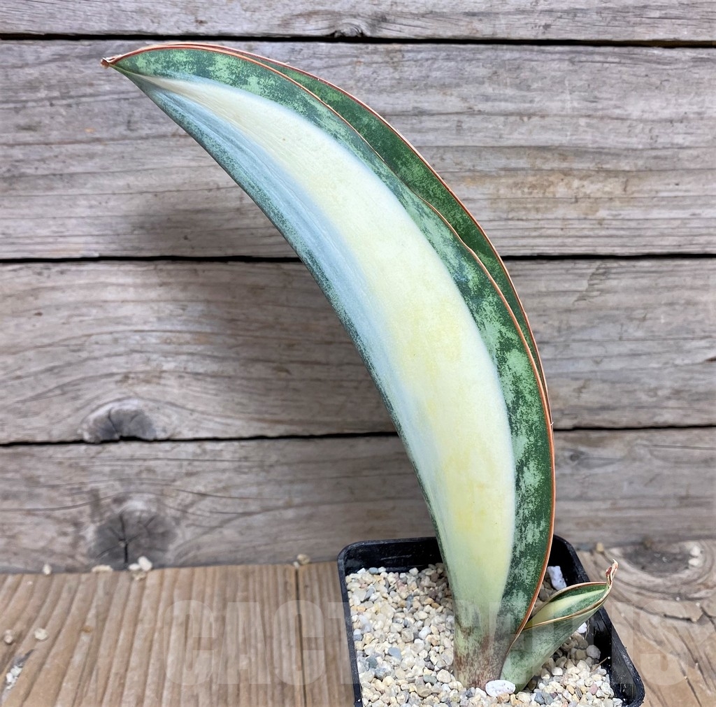 SHPR22063 Sansevieria 'Masoniana' f. variegata
