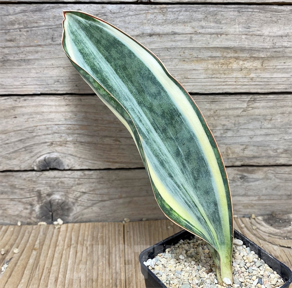 SHPR22065 Sansevieria 'Masoniana' f. variegata