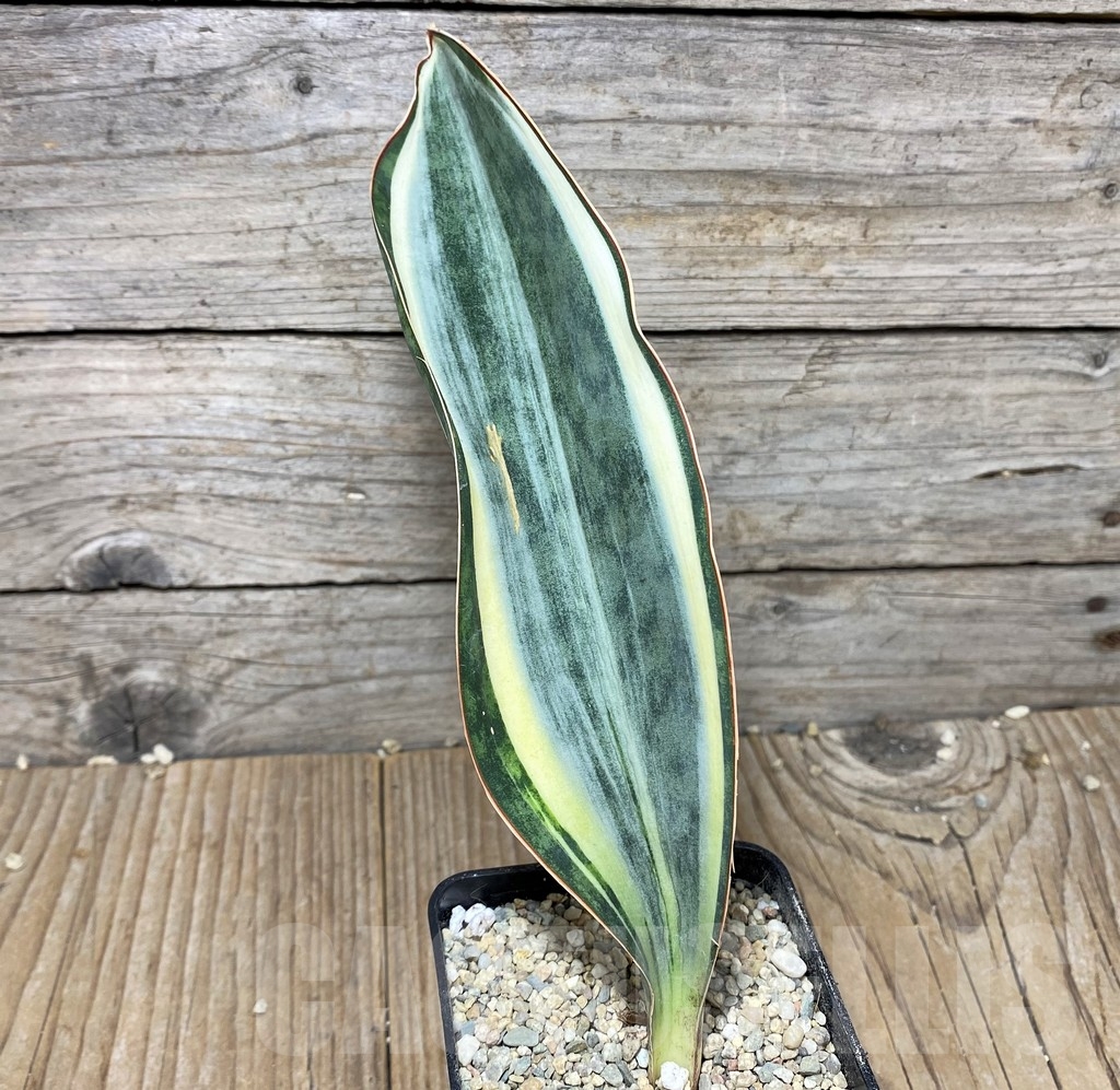 SHPR22065 Sansevieria 'Masoniana' f. variegata - Image 2