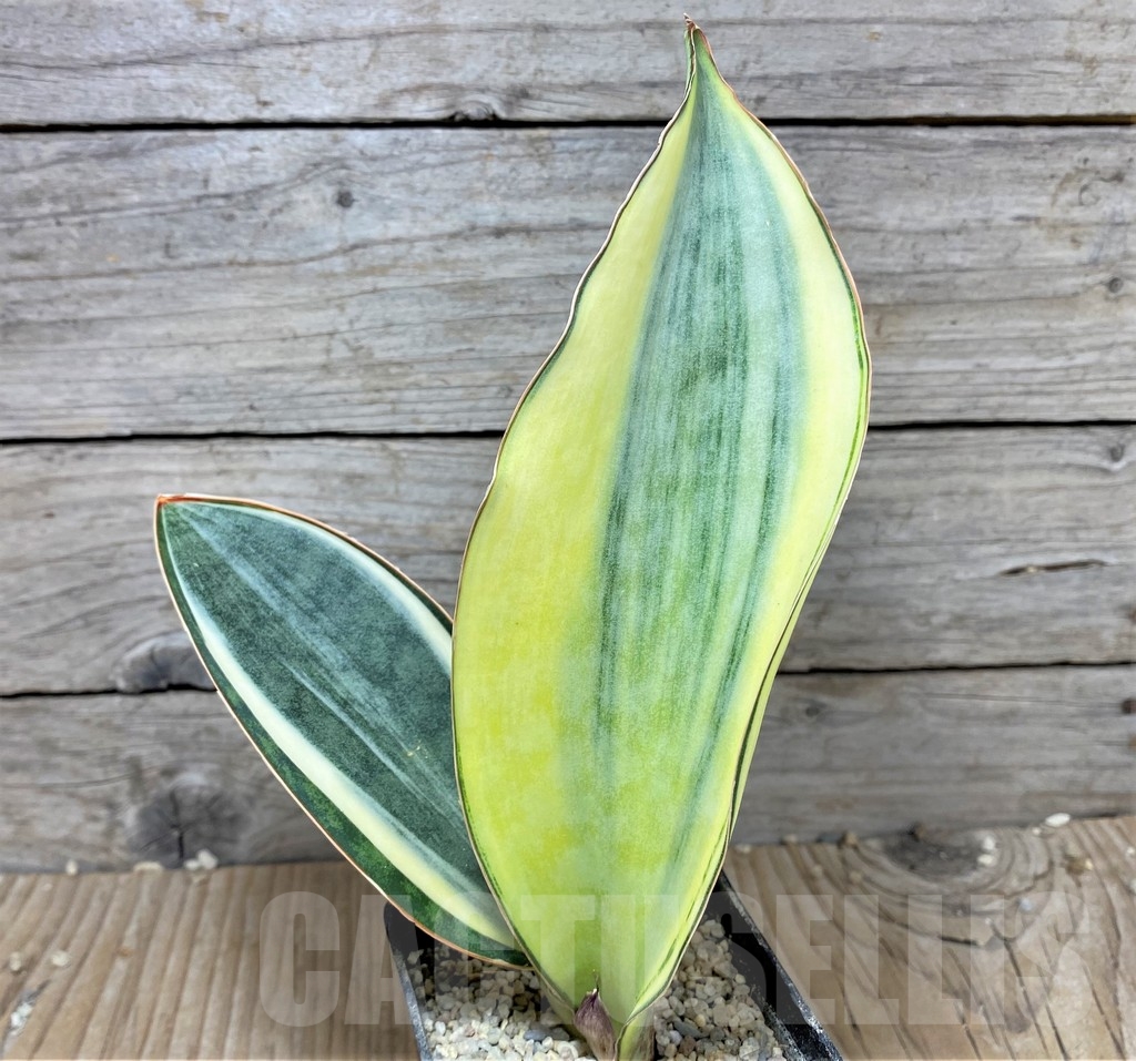 SHPR22067 Sansevieria 'Masoniana' f. variegata