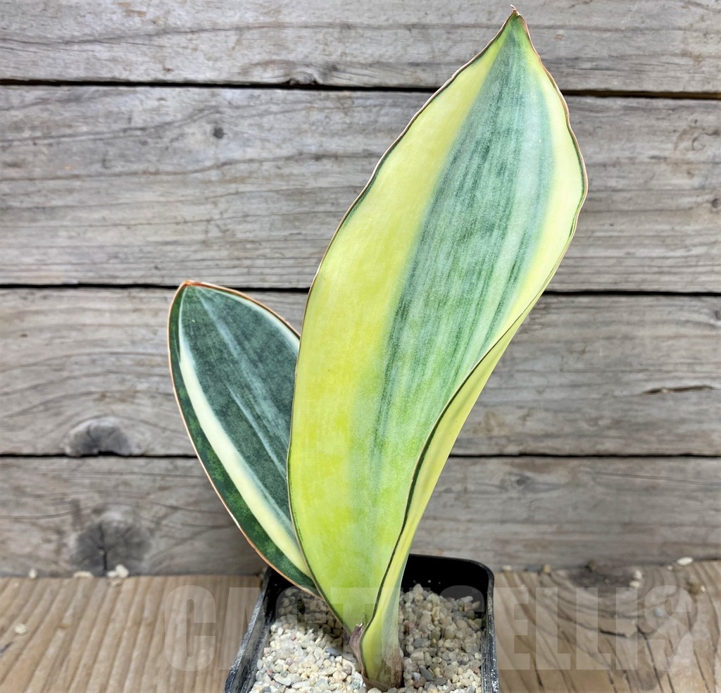 SHPR22067 Sansevieria 'Masoniana' f. variegata - Image 2