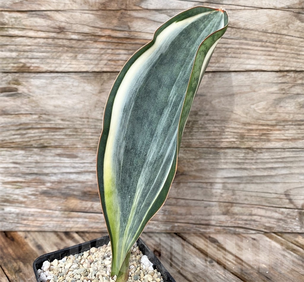 SHPR22071 Sansevieria 'Masoniana' f. variegata