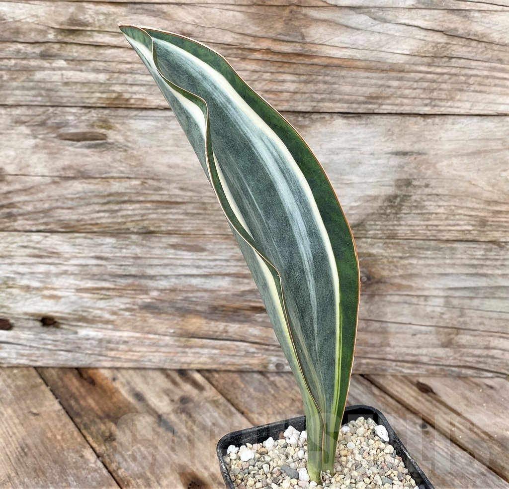 SHPR22071 Sansevieria 'Masoniana' f. variegata - immagine 2
